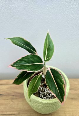 Aglaonema Siam Aurora