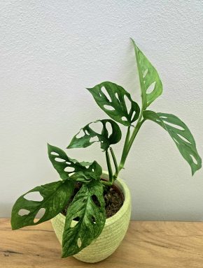 Monstera Adansonii Mint