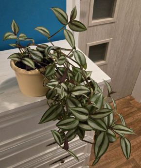 Tradescantia Zebrina Bosse
