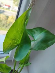IMG_20250909_092039.jpg