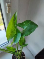 IMG_20250909_092020.jpg