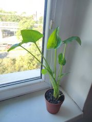 IMG_20250909_092018.jpg