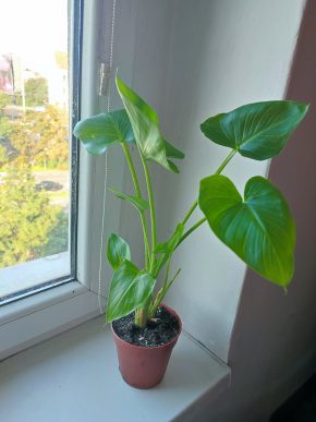 Kala / Kornoutice africká / Zantedeschia aethiopica #1