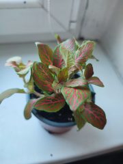 IMG_20250909_092222.jpg