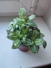 IMG_20250909_092211.jpg