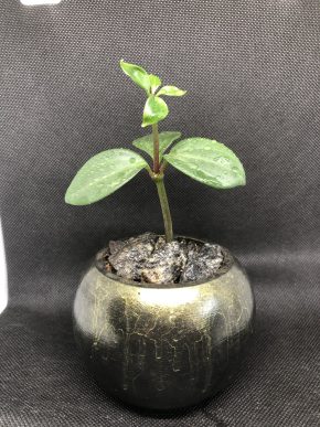 Peperomia Tetraphylla s květináčkem 🌸