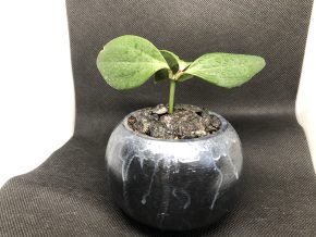 Peperomia Tetraphylla s květináčkem 🌼