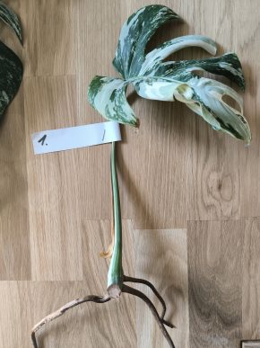 Monstera deliciosa albo variegata č. 1