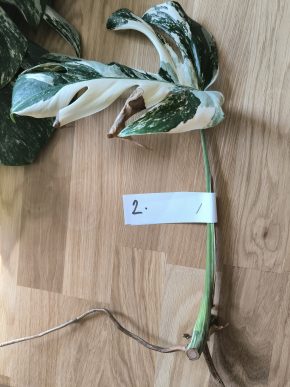 Monstera deliciosa albo variegata č. 2