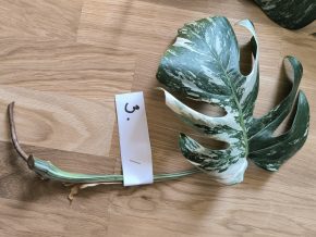 Monstera deliciosa albo variegata č. 3