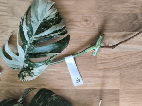 Monstera deliciosa albo variegata č. 4