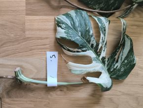 Monstera deliciosa albo variegata č. 5
