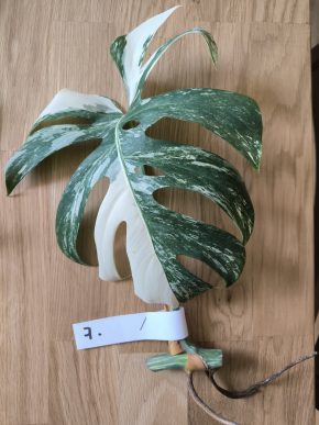 Monstera deliciosa albo variegata č. 7