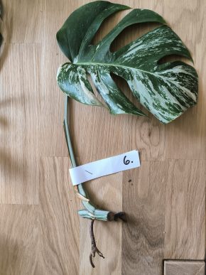 Monstera deliciosa albo variegata č. 6