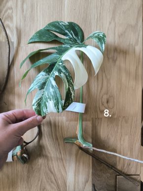Monstera deliciosa albo variegata č. 8