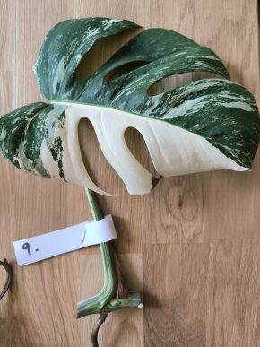 Monstera deliciosa albo variegata č. 9