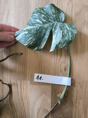 Monstera deliciosa albo variegata č. 11