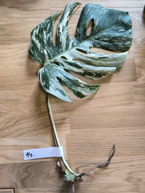 Monstera deliciosa albo variegata č. 14