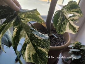 Monstera deliciosa albo variegata č. 16