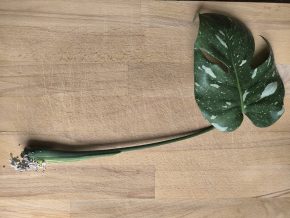 Monstera deliciosa Thai constellation č. 1