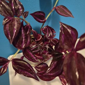 Tradescantia Zebrina tmavá