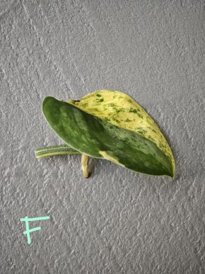 Scindapsus Jade Satin Marble F