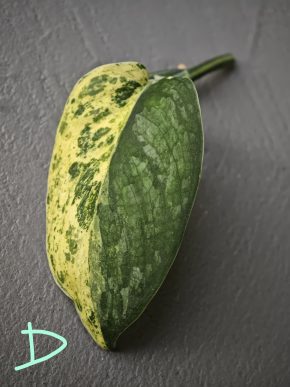 Scindapsus Jade Satin Marble D