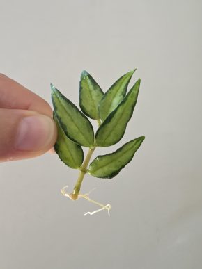 Hoya bella 'Luis Bois'