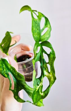 Monstera adansonii indonesian marble 2v1 raritka