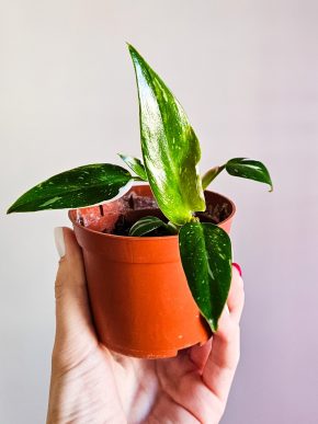 Philodendron White Princess 2v1