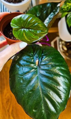 Alocasia Chocolate green