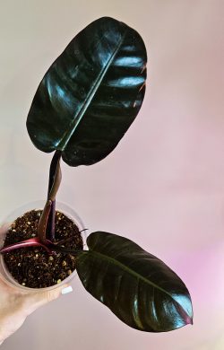 Philodendron black cardinal