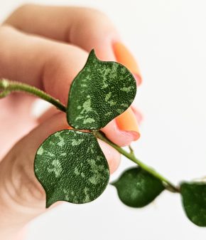 Hoya curtisii