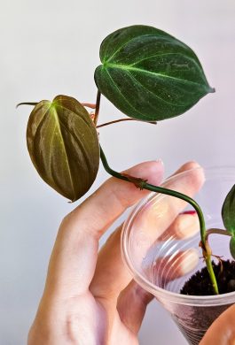 Philodendron micans