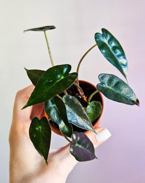 Alocasia bambino