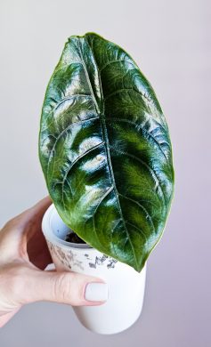 Alocasia azlanii