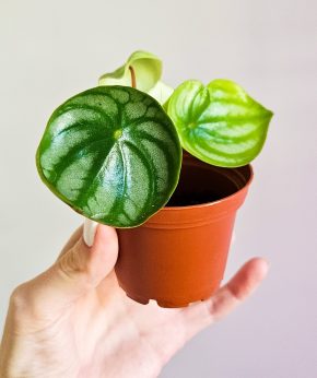 Peperomie argyreia Watermelon