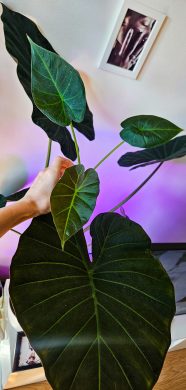 Alocasia regal shields