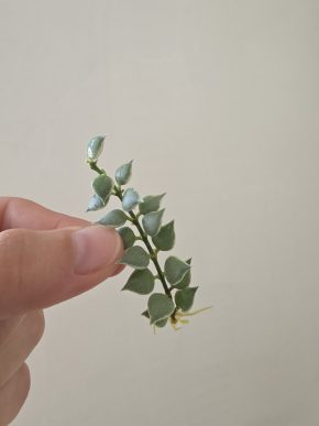 Dischidia ruscifolia variegata - řízek