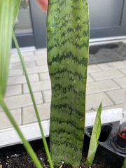 IMG_9002.jpeg