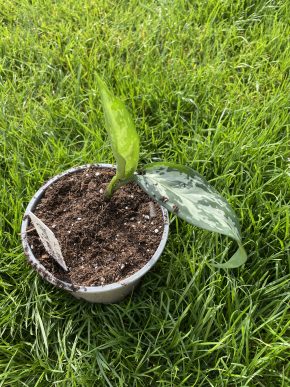 Aglaonema Silver Queen