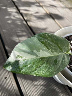 Epipremnum Pinnatum Albo Variegata