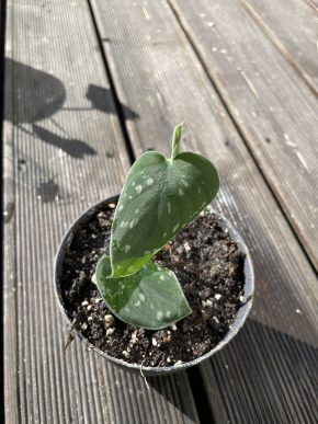 Scindapsus Silver Ann