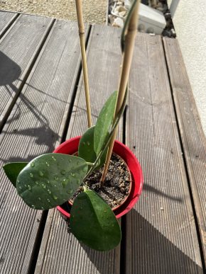 Hoya carnosa masitá