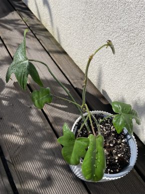 Philodendron pedatum