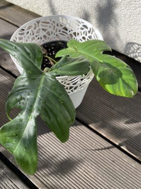 Philodendron pedatum