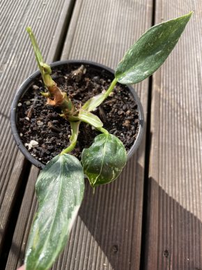Philodendron white wizard
