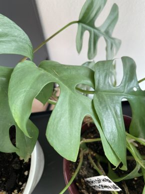 Monstera Minima neboli Rhaphidophora tetrasperma