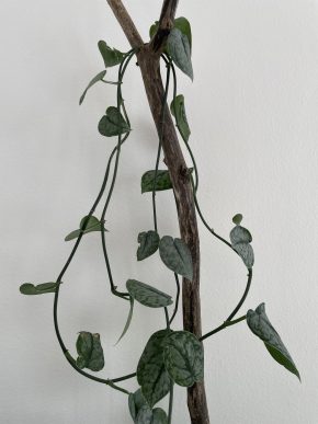 Monstera dubia
