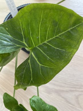 Syngonium panda